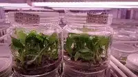 Tissue Culture