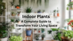 Indoor Plants Guide