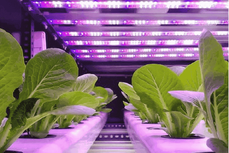 Hydroponics Grow Light