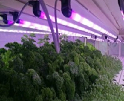 Elite Aura Grow Light