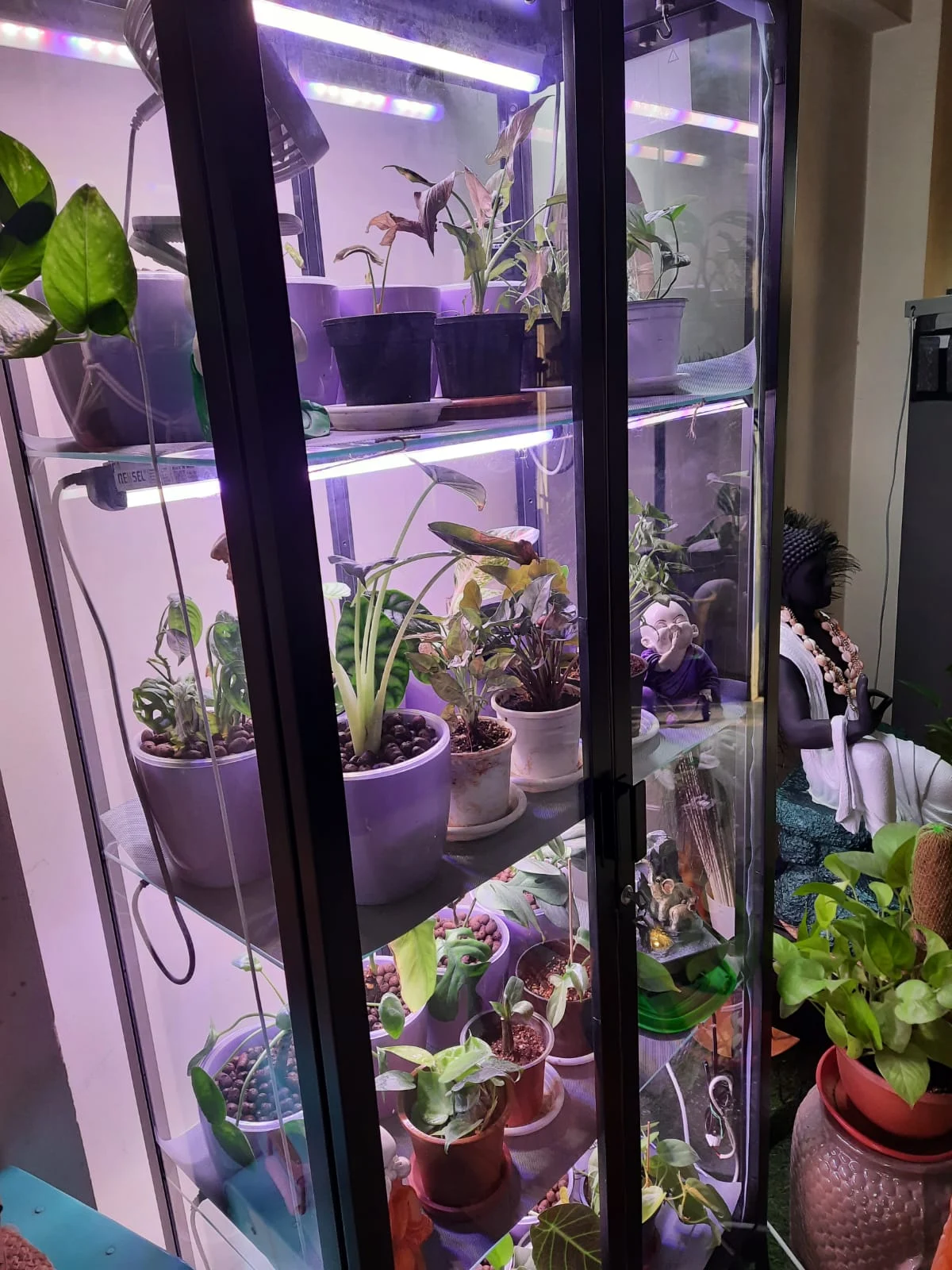 4FT 36W Grow Light for Ornamental Plants (Rack)