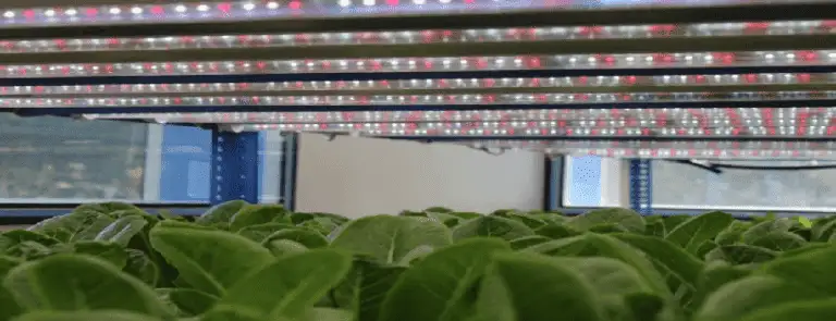 Hydroponics LED Grow Lights