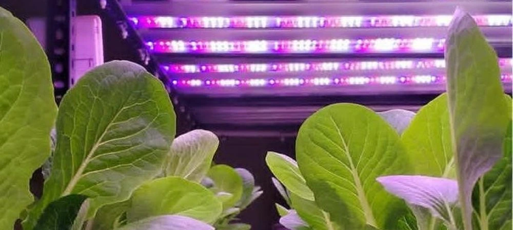 India hydroponics grow lights