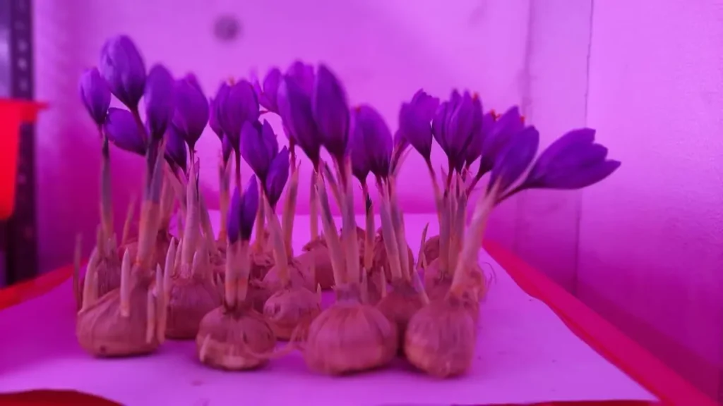 Saffron Grown Under Nexsel Grow Lights