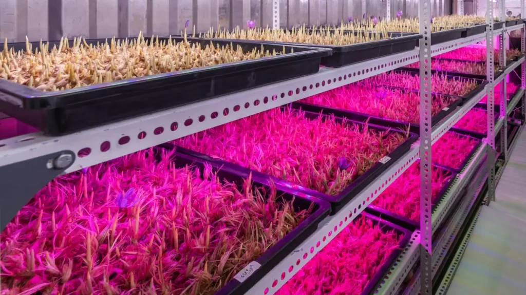 Saffron Grown Under Nexsel Grow Lights