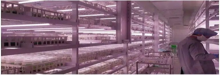 Tissue Culture Field Work