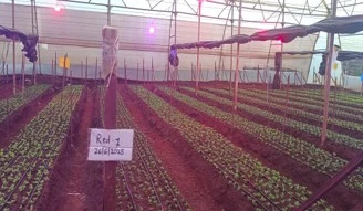 Chrysanthemum Trails