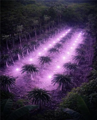 Dragon Fruit Project