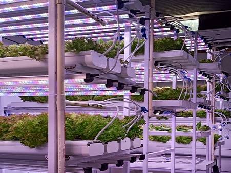 365D Farms Project 1