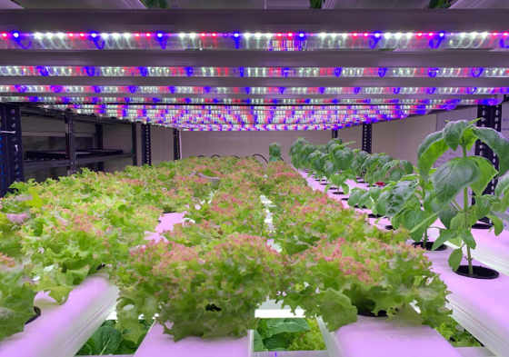 365D Farms Project 2