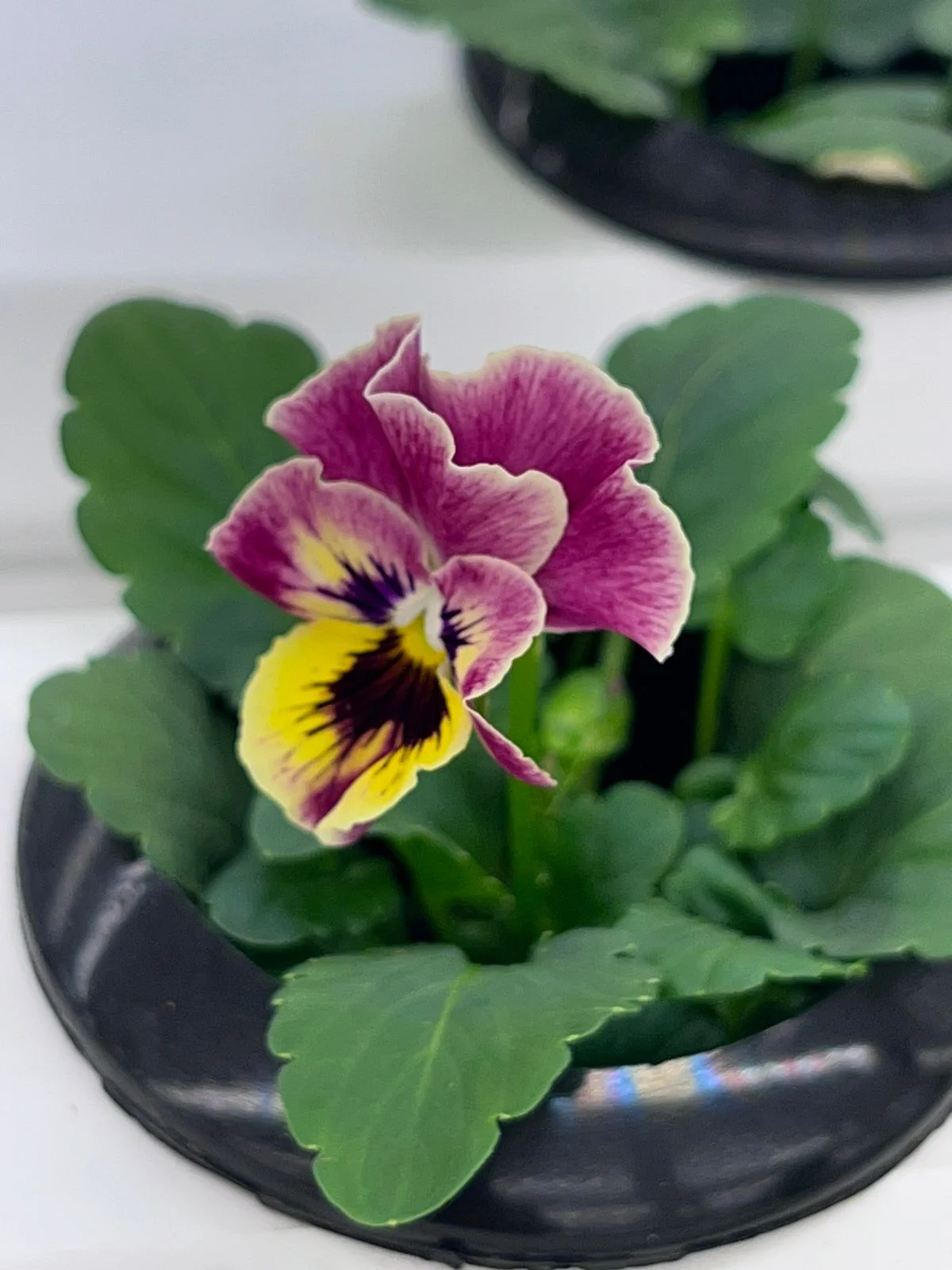 Edible Flower Farm Dubai