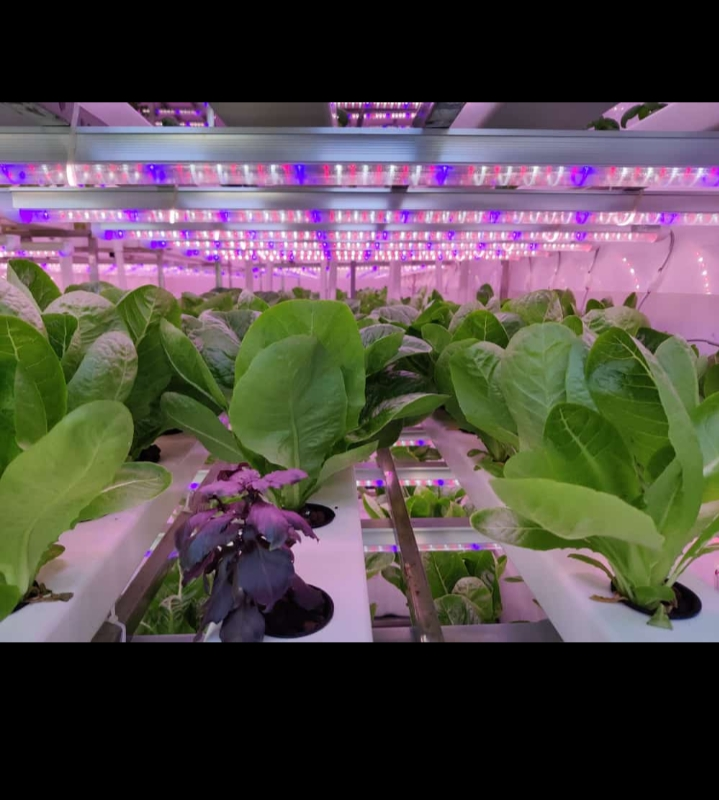Infinity Hydroponic Green Farms