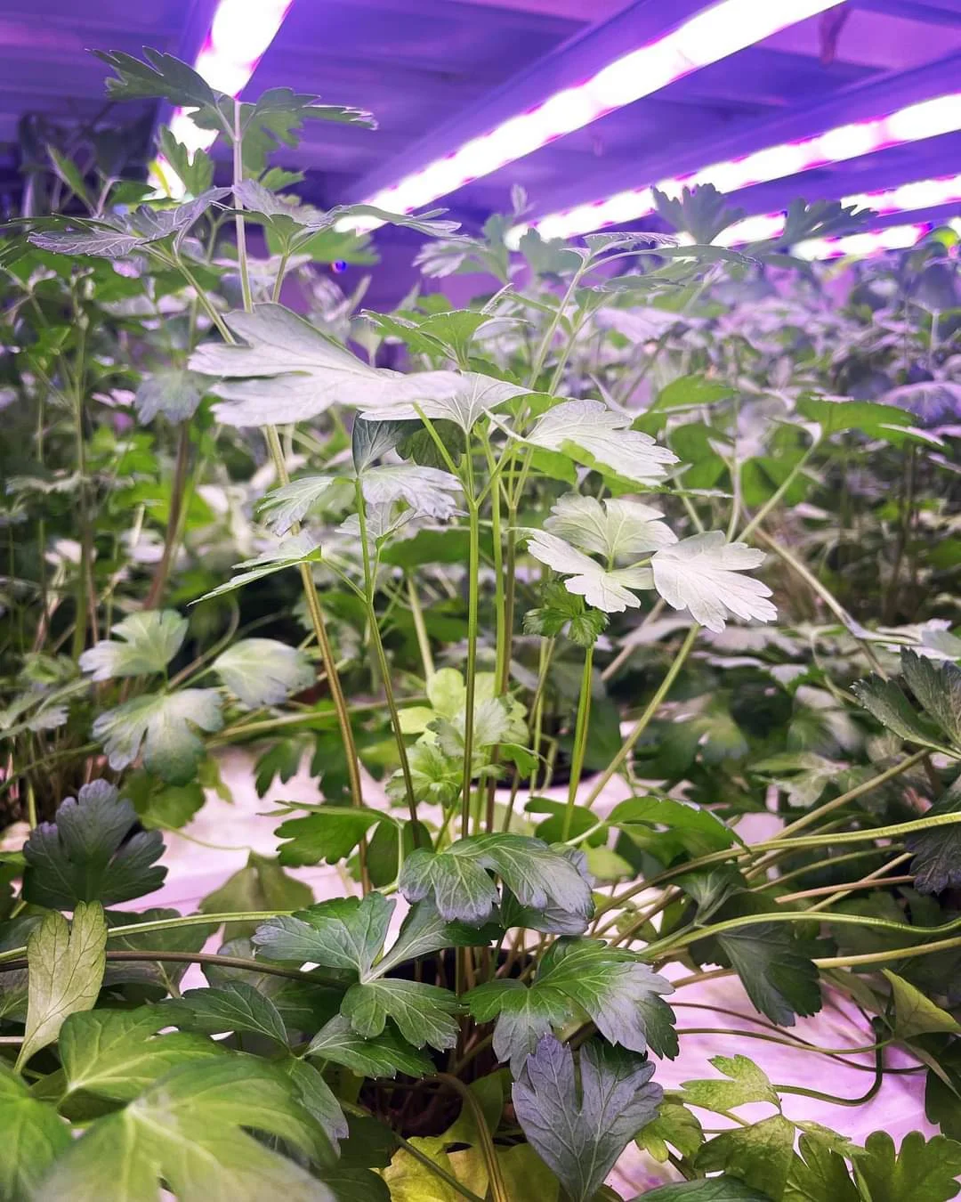 Shivagami Sustainable Farm