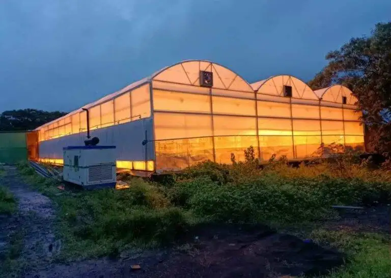 Speed Breeding in Polyhouse