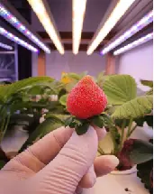 Strawberry Grow Lights