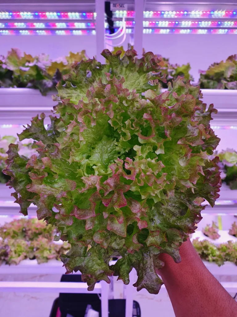 india Grow Light Distance 2