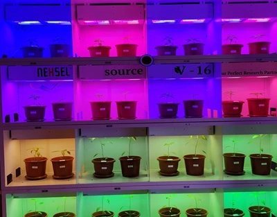 Double Haploid Lighting Solution for Hot Pepper