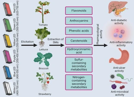 Led Grow Lights And Rapid Trait Selection: Paving The Way For Next Generation Crops