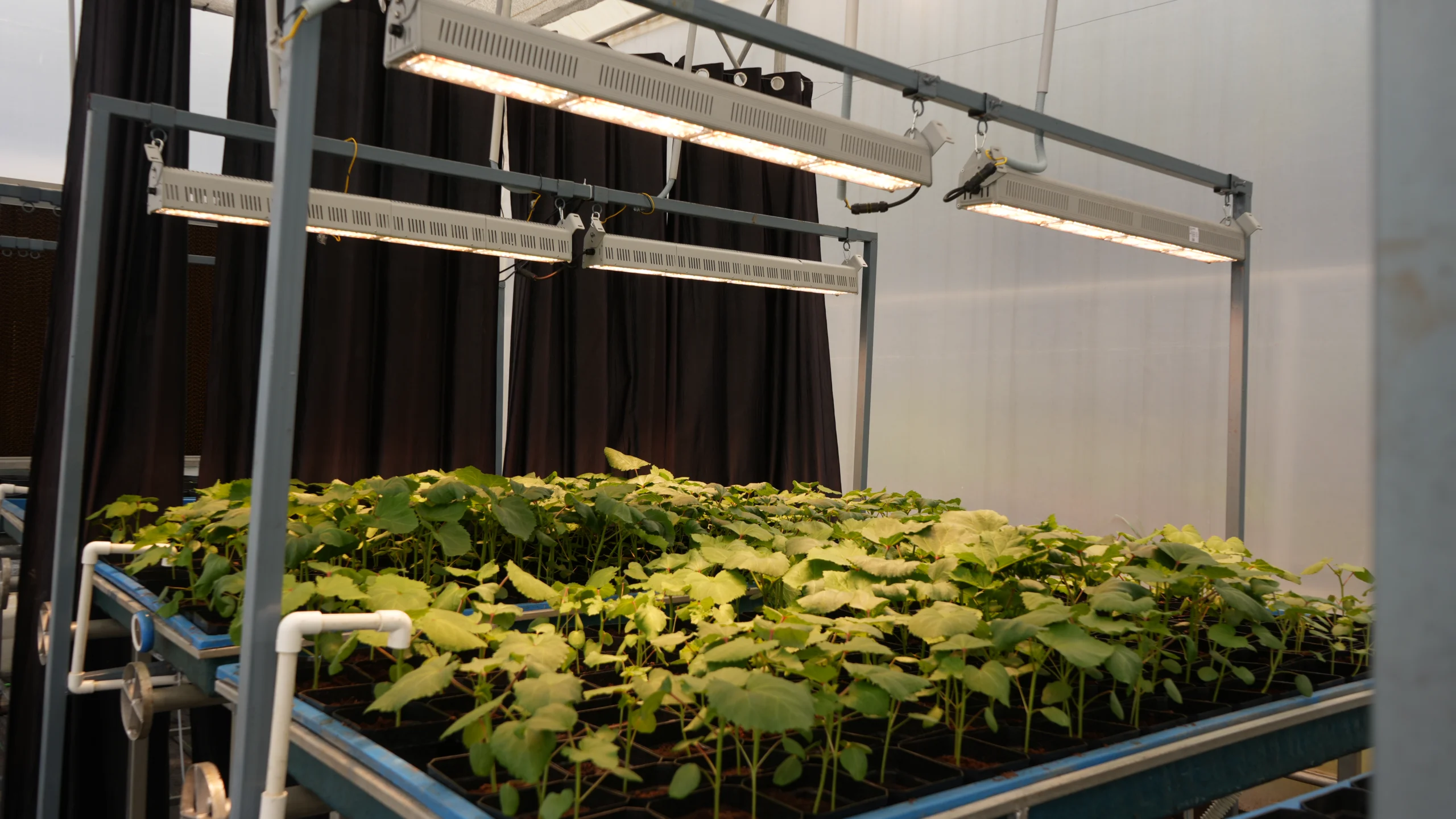 About LED Grow Lights for Speed Breeding and Rapid Plant Generation
