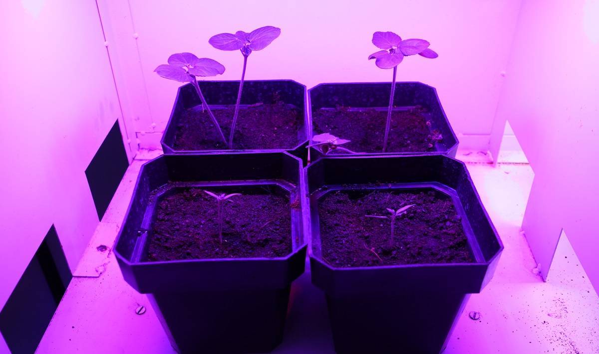 Optimizing Light for Fruiting Plants