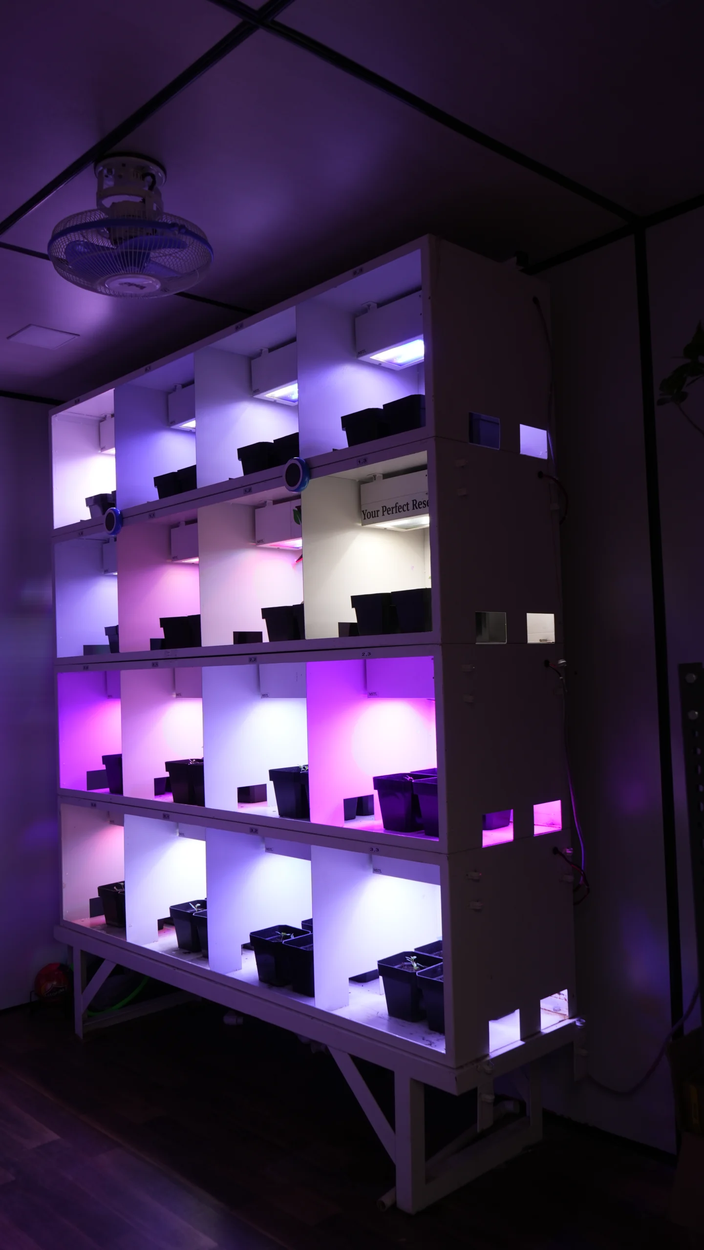 UV Plant Lights: Myths, Facts, and Their Role in Plant Growth