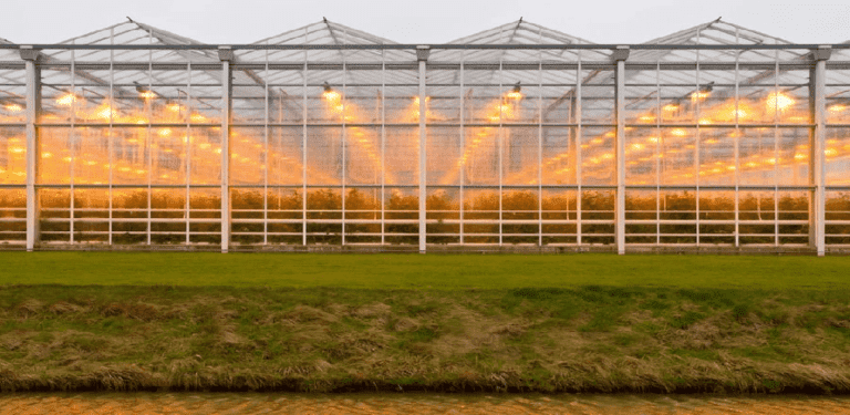 india Greenhouse 2