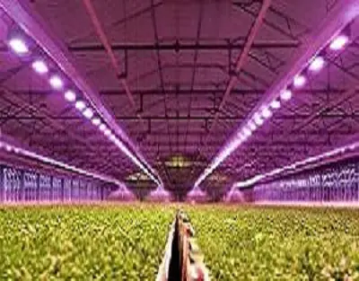 Greenhouse light: PAR Lamps