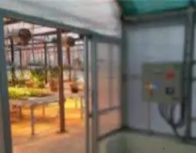 How to accelerate wheat crop research using speed breeding?