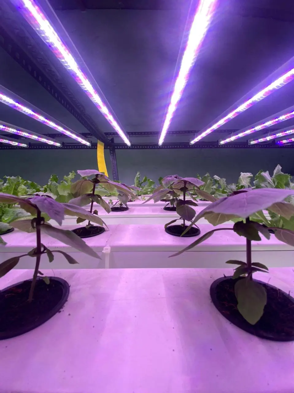 Seed Production Protocols for High-Value Crops Under Artificial Lights: Optimizing Yield and Quality