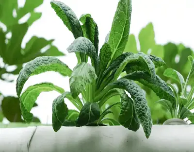 Is Green Light Useful For Plants ?