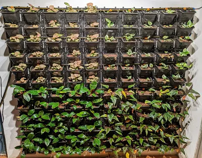 Vertical Green Wall: Bringing Nature Indoors with Nexsel’s Optimum Spectrum Lighting Solutions