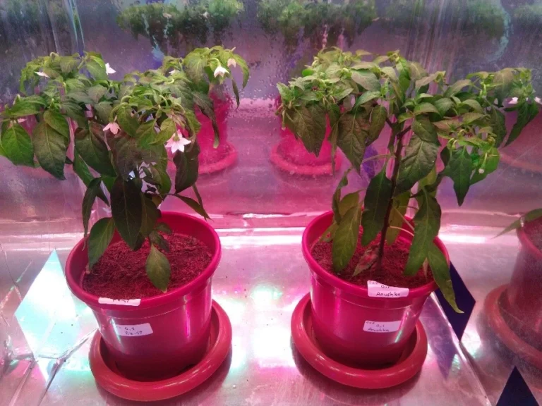 india Double Haploid Lighting Solution 3