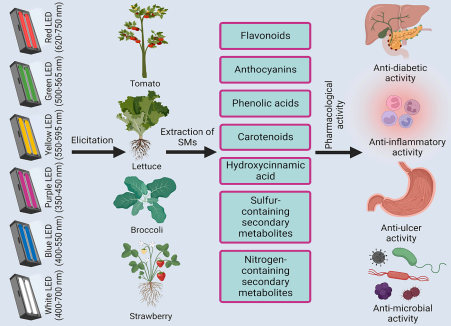 How to Use Grow Lights for Indoor Plants3