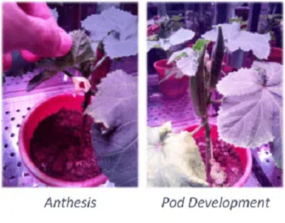 Speed Breeding of a Short-Day Crop – Okra