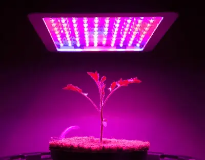 Typical DLI And PPFD Values For Crops