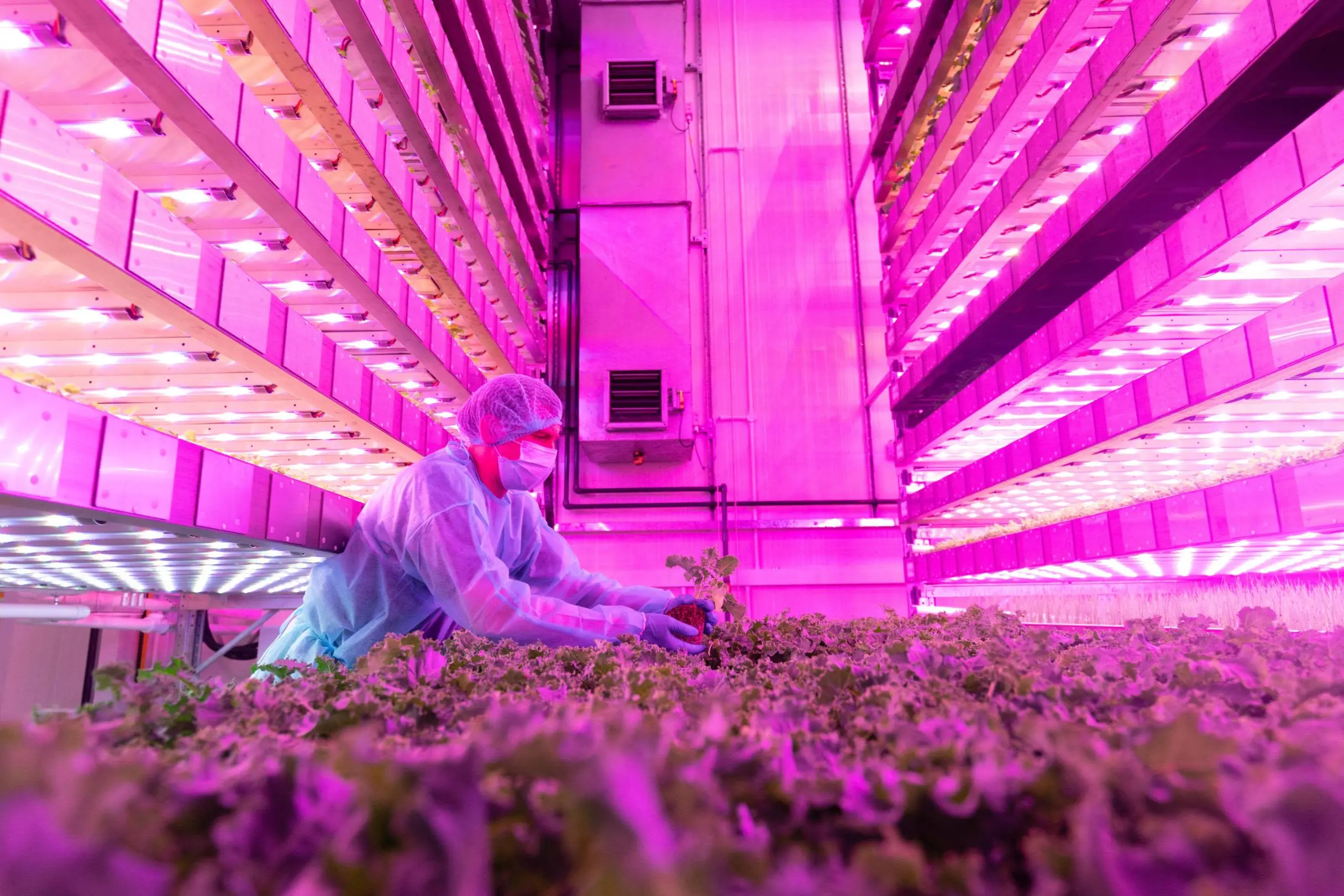 GigaFarm Launches in Dubai, Pioneering the Future of Sustainable Urban Agriculture