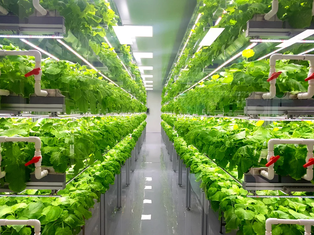 Indoor Vertical Farms: Solving Food Security in UAE