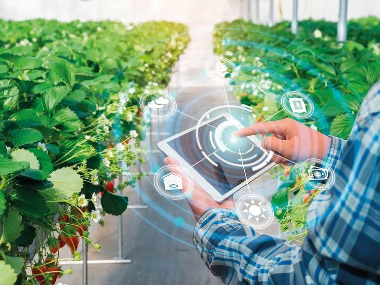 Dubai’s Innovative Farming Techniques Will Surprise You