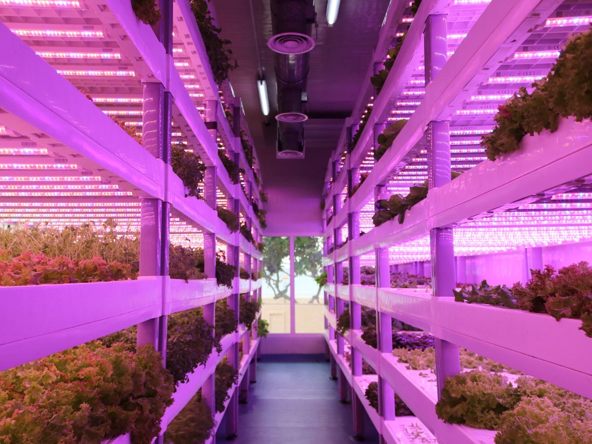 Anantara The Palm Dubai Resort Unveils On-Site Hydroponic Farm