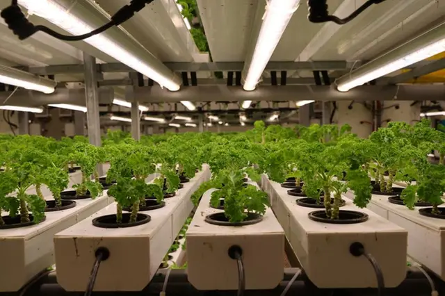 Vertical Farming and Hydroponics: Transforming the UAE Desert into Lush Green Oases