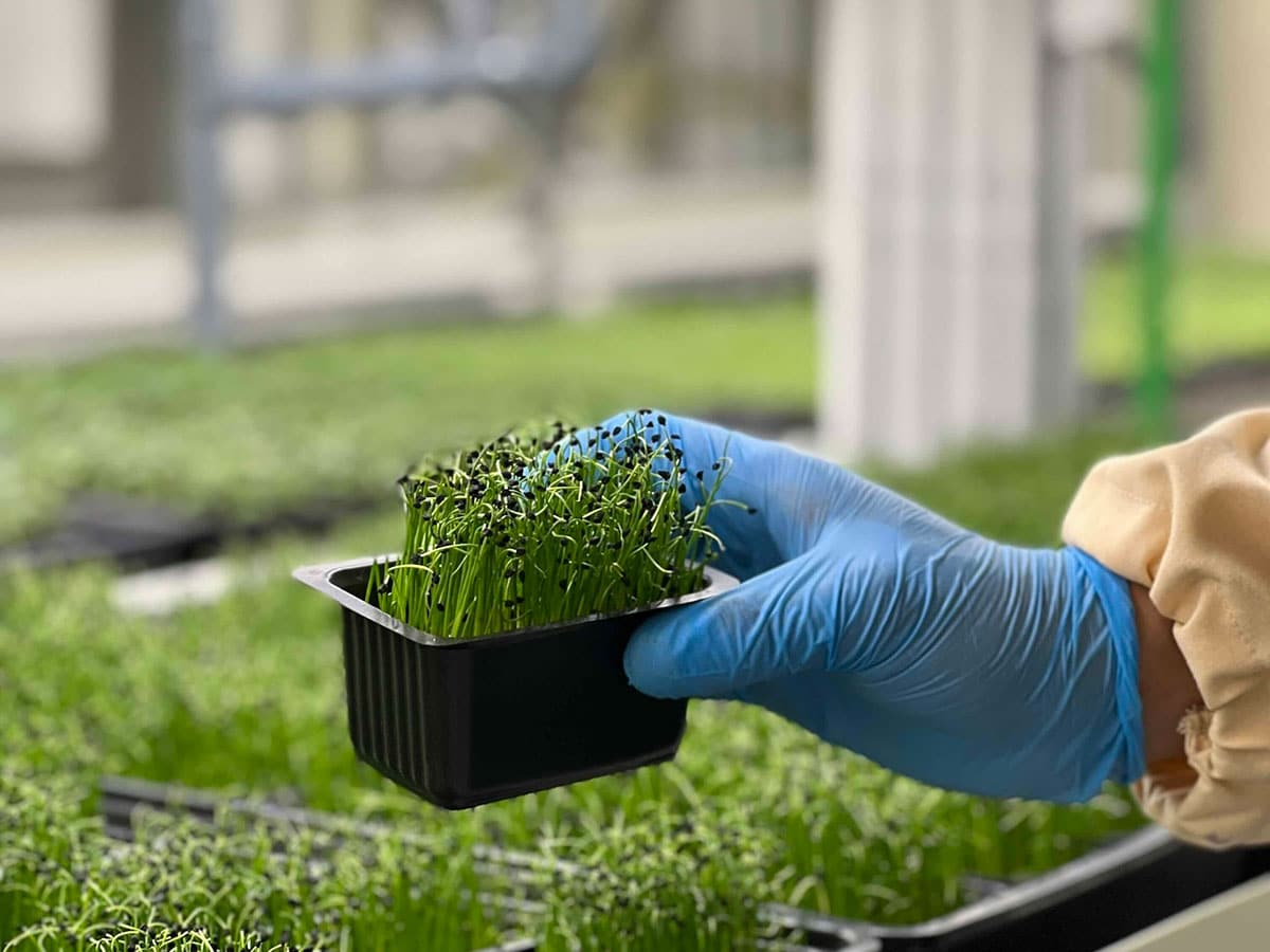 Greeneration Employs Hydroponics and AI for Sustainable Produce Supply to Regional Restaurants