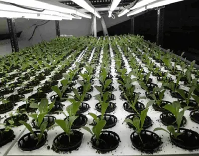 What Is The Photosynthesis Process ?