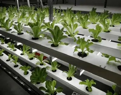 Why Is Infrared (IR) Important When Growing Indoors ?