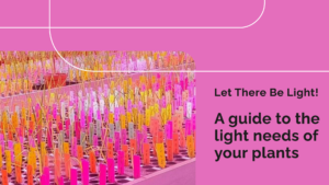 How much light my plants need?