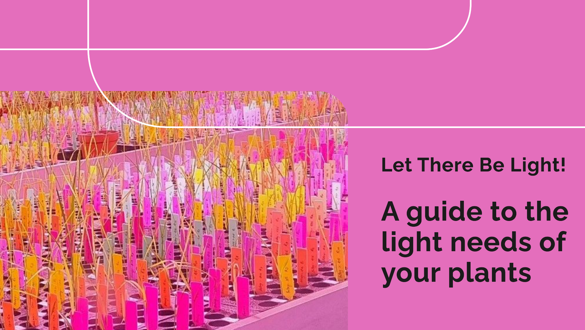 How much light my plants need?