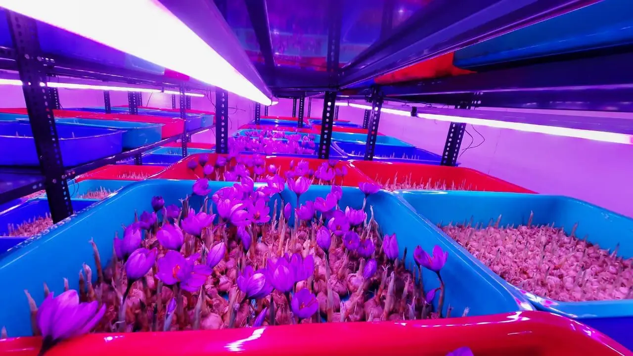 Optimizing Saffron Growth with Balanced Spectrum LED Grow Lights