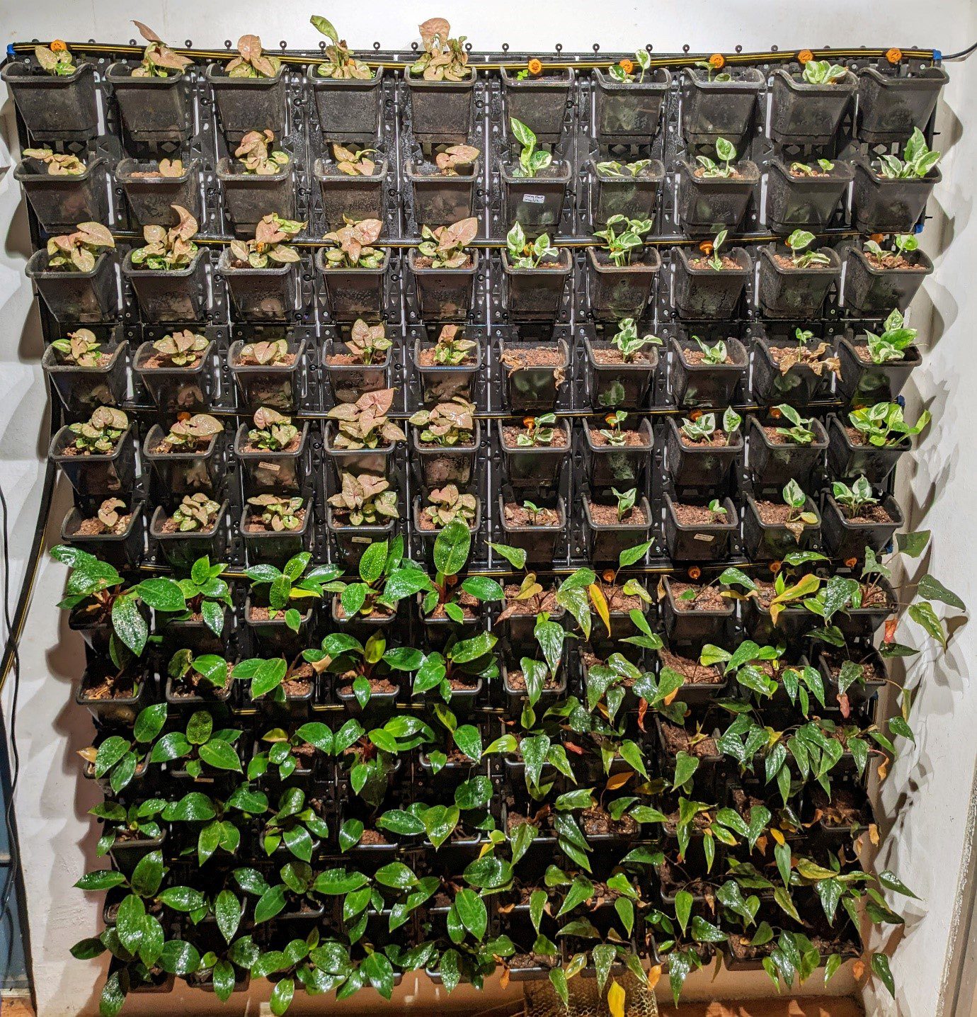 india vertical green wall