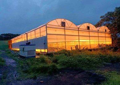 supplemental lighting