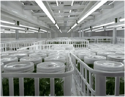 Tissue Culture Lighting Cost