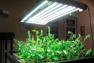 Optimizing CEA Conditions For Specific Medicinal Plants